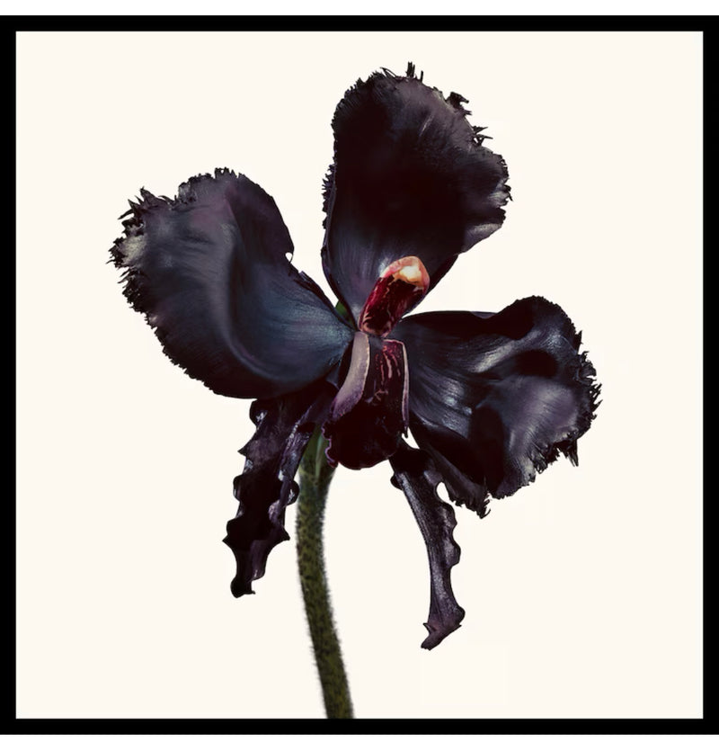 Tom Ford Black Orchid Reserve Eau De Parfum (100ml)