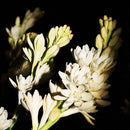 YSL GOLD SUPREME BOUQUET UniSex Fragrance 125ml (New 2025)